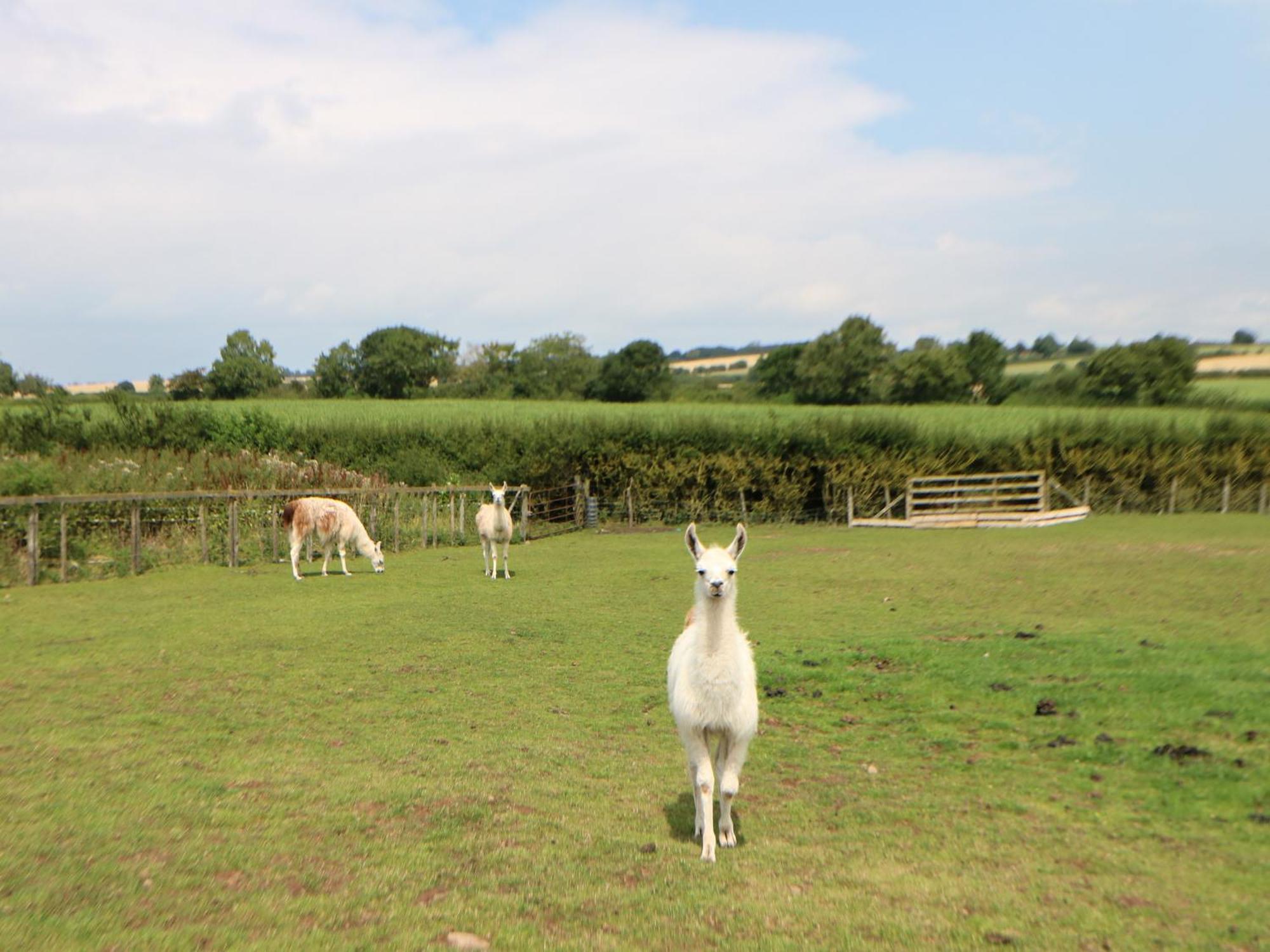 Villa Cornfield à Northallerton Extérieur photo
